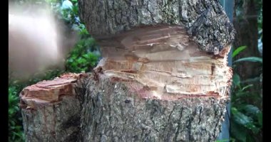 Ağacı bıçakla kesen adam.