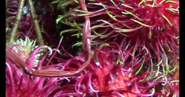 Sepette kırmızı rambutan