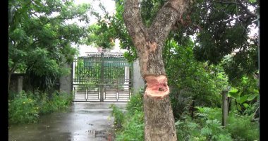 Ağacı bıçakla kesen adam.