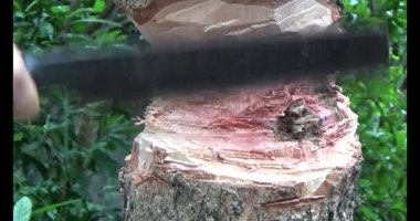 Ağacı bıçakla kesen adam.