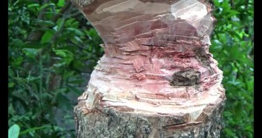 Ağacı bıçakla kesen adam.