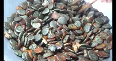 Gac tohumları bitkisel ilaçlara işleniyor.