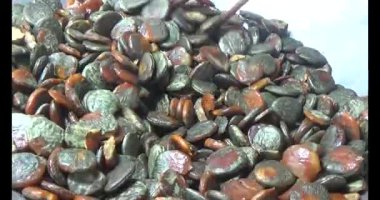 Gac tohumları bitkisel ilaçlara işleniyor.