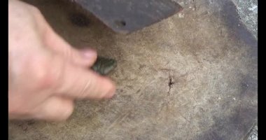 Gac tohumları bitkisel ilaçlara işleniyor.