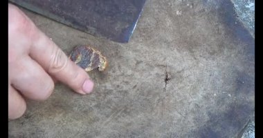 Gac tohumları bitkisel ilaçlara işleniyor.