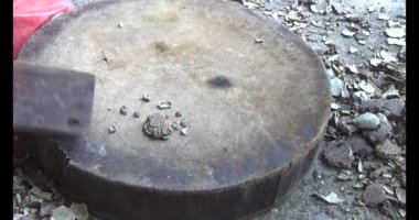 Gac tohumları bitkisel ilaçlara işleniyor.