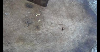 Gac tohumları bitkisel ilaçlara işleniyor.