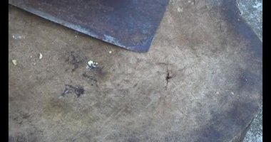 Gac tohumları bitkisel ilaçlara işleniyor.