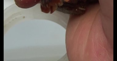 Gac tohumları bitkisel ilaçlara işleniyor.