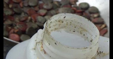 Gac tohumları bitkisel ilaçlara işleniyor.