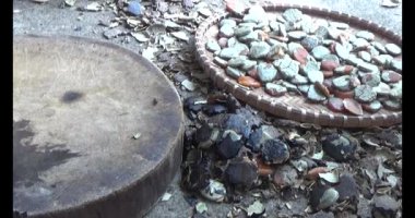 Gac tohumları bitkisel ilaçlara işleniyor.