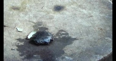 Gac tohumları bitkisel ilaçlara işleniyor.