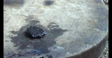 Gac tohumları bitkisel ilaçlara işleniyor.