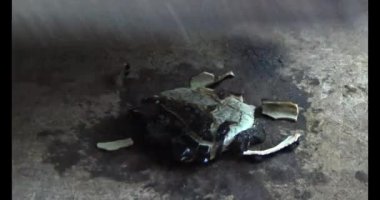 Gac tohumları bitkisel ilaçlara işleniyor.