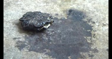 Gac tohumları bitkisel ilaçlara işleniyor.