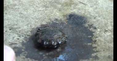 Gac tohumları bitkisel ilaçlara işleniyor.