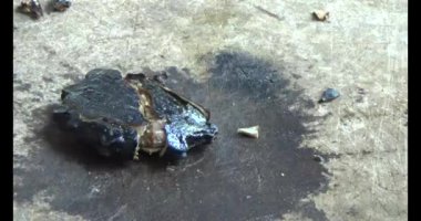 Gac tohumları bitkisel ilaçlara işleniyor.