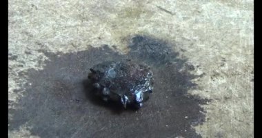 Gac tohumları bitkisel ilaçlara işleniyor.