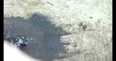 Gac tohumları bitkisel ilaçlara işleniyor.