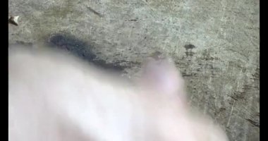 Gac tohumları bitkisel ilaçlara işleniyor.