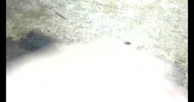 Gac tohumları bitkisel ilaçlara işleniyor.