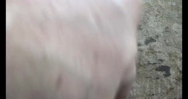 Gac tohumları bitkisel ilaçlara işleniyor.