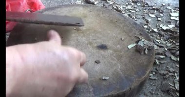 Gac tohumları bitkisel ilaçlara işleniyor.