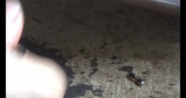 Gac tohumları bitkisel ilaçlara işleniyor.