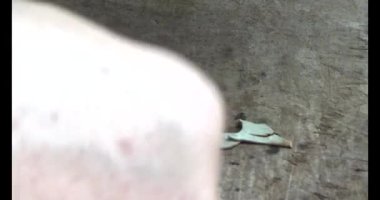 Gac tohumları bitkisel ilaçlara işleniyor.