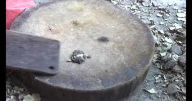 Gac tohumları bitkisel ilaçlara işleniyor.