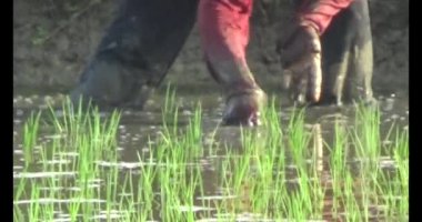 Pirinç alanında dikim çiftçiler