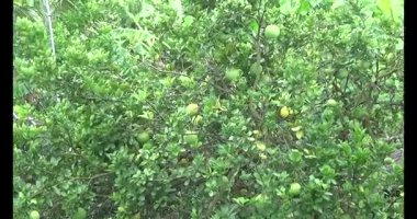 Greyfurt ve ağaç üzerinde