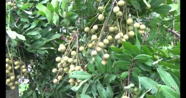 Ağaçtaki Longan