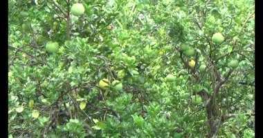 Greyfurt ve ağaç üzerinde