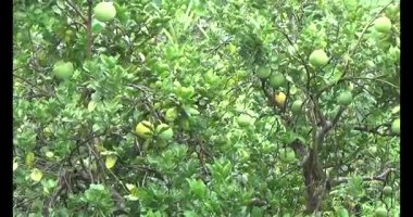 Greyfurt ve ağaç üzerinde