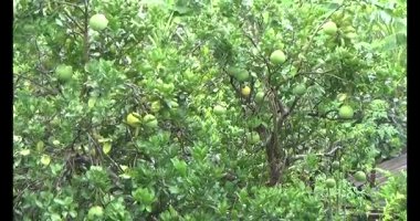 Greyfurt ve ağaç üzerinde