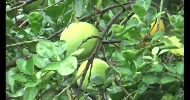 Greyfurt ve ağaç üzerinde