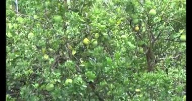 Greyfurt ve ağaç üzerinde