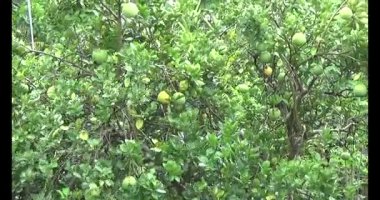 Greyfurt ve ağaç üzerinde