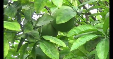 Greyfurt ve ağaç üzerinde