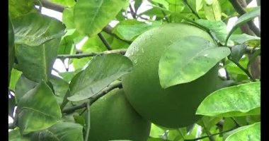 Greyfurt ve ağaç üzerinde