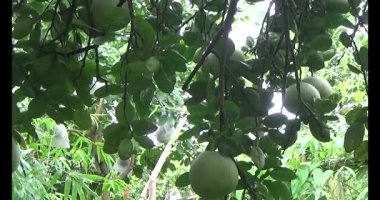 Greyfurt ve ağaç üzerinde