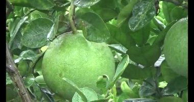 Greyfurt ve ağaç üzerinde