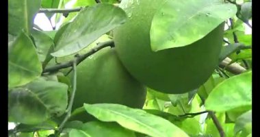 muz demet ağaç üzerinde