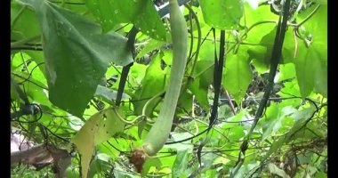 muz demet ağaç üzerinde