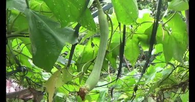 muz demet ağaç üzerinde