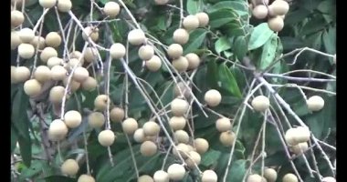 Ağaçtaki Longan
