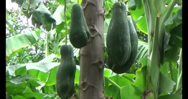 Yeşil papaya ağaç üzerinde
