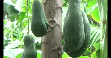 Yeşil papaya ağaç üzerinde