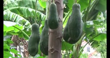 Yeşil papaya ağaç üzerinde